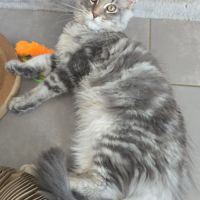 Chaton maine coon loof #2