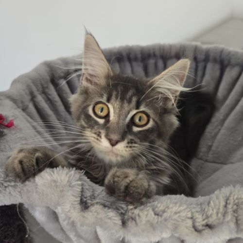 Chaton maine coon loof