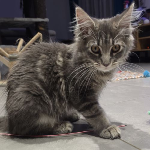 Chaton maine coon loof #3