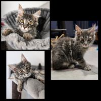 Chaton maine coon loof