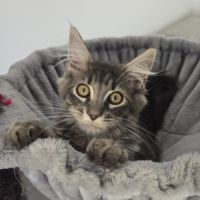 Chaton maine coon loof #0