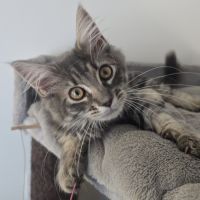 Chaton maine coon loof #2