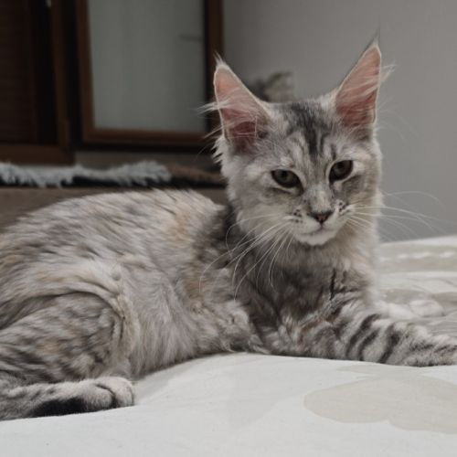 Chaton maine coon loof
