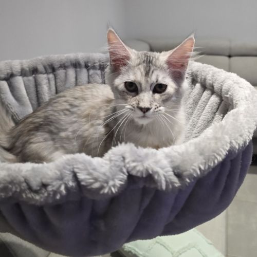 Chaton maine coon loof #3