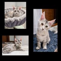 Chaton maine coon loof