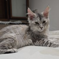 Chaton maine coon loof