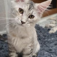 Chaton maine coon loof #2