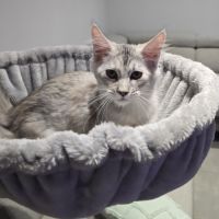 Chaton maine coon loof #3
