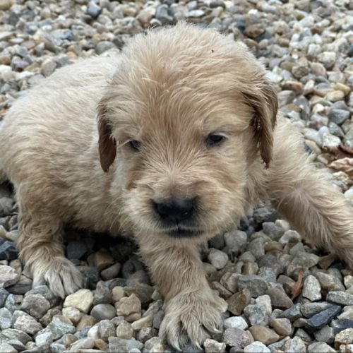 Golden retriever à réserver #2