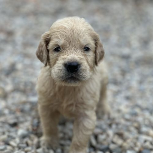 Golden retriever à réserver