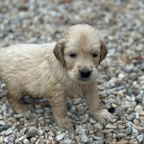 Golden retriever à réserver #4