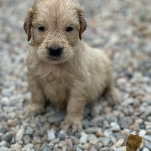 Golden retriever à réserver #5