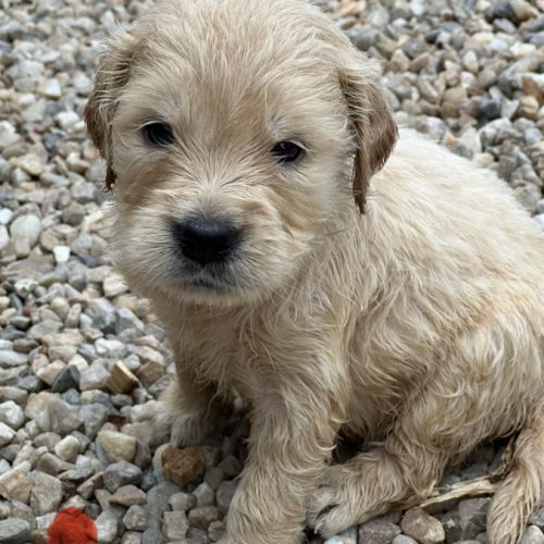 Golden retriever à réserver #7