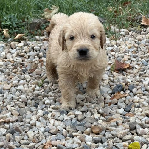 Golden retriever à réserver #8