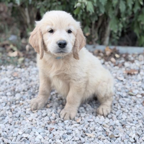Mâle golden retriever disponible #1