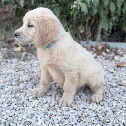 Mâle golden retriever disponible #2