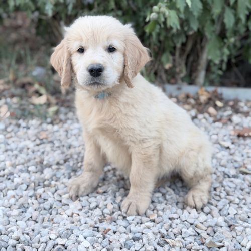 Golden retriever à réserver
