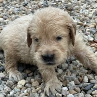 Golden retriever à réserver #2