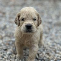 Golden retriever à réserver #0