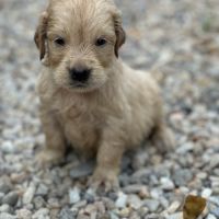 Golden retriever à réserver #5