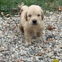 Golden retriever à réserver #8