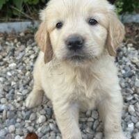 Golden retriever à réserver