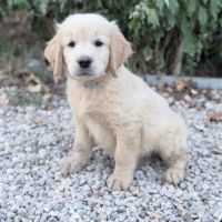Golden retriever à réserver