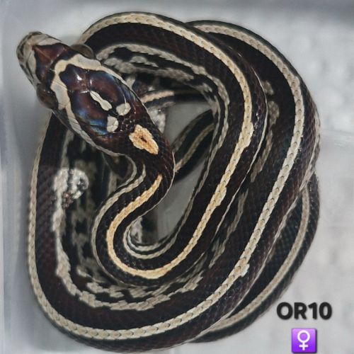 Pantherophis guttatus okeetee #1