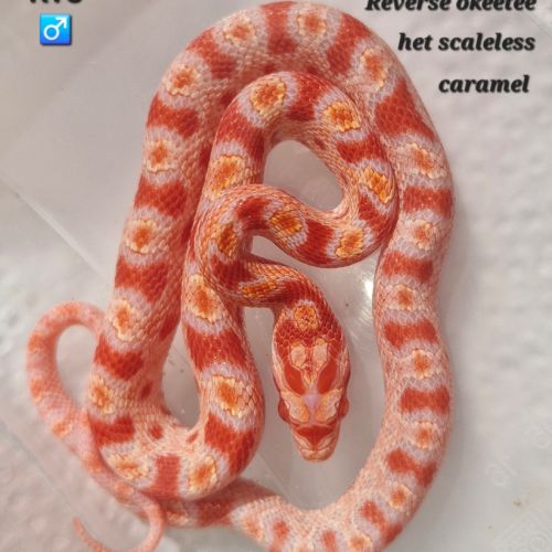 Pantherophis guttatus okeetee #2