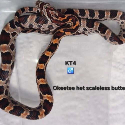 Pantherophis guttatus okeetee #4