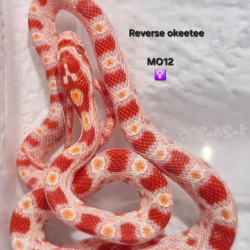 Pantherophis guttatus okeetee #5