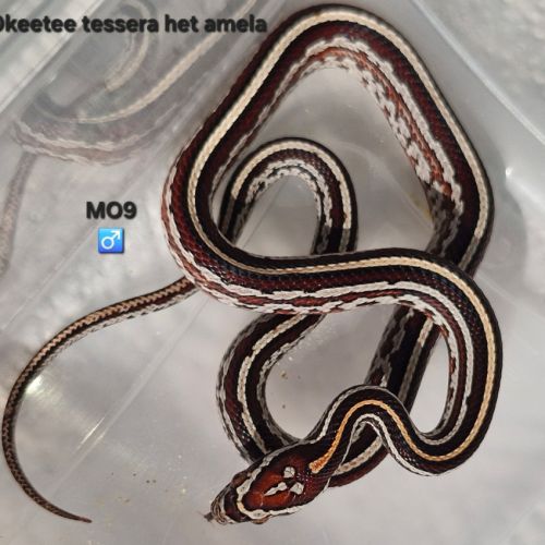 Pantherophis guttatus okeetee #6