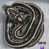 Pantherophis guttatus okeetee #1