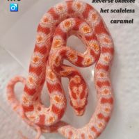 Pantherophis guttatus okeetee #2