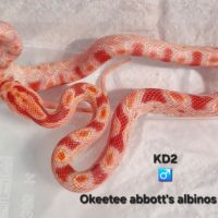 Pantherophis guttatus okeetee