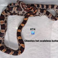 Pantherophis guttatus okeetee #4