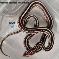 Pantherophis guttatus okeetee #6