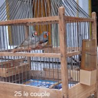 Magnifiques couples de diamants mandarin #3