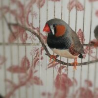 Magnifiques couples de diamants mandarin #4
