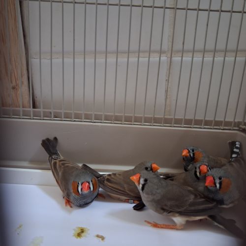 Diamants mandarins couples #1