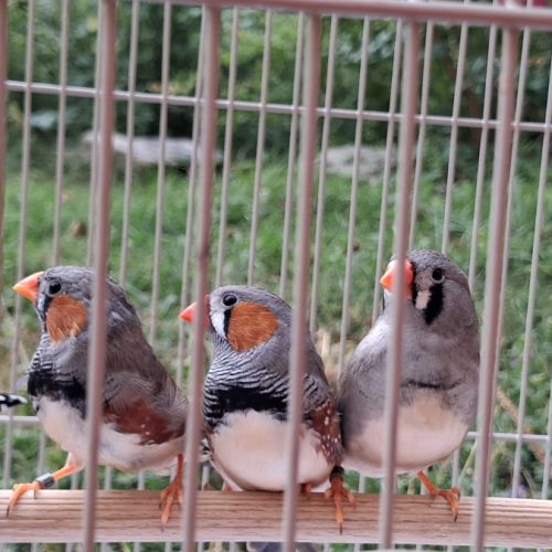 Diamants mandarins couples #2