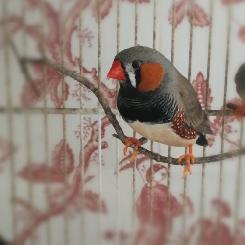 Diamants mandarins couples #4