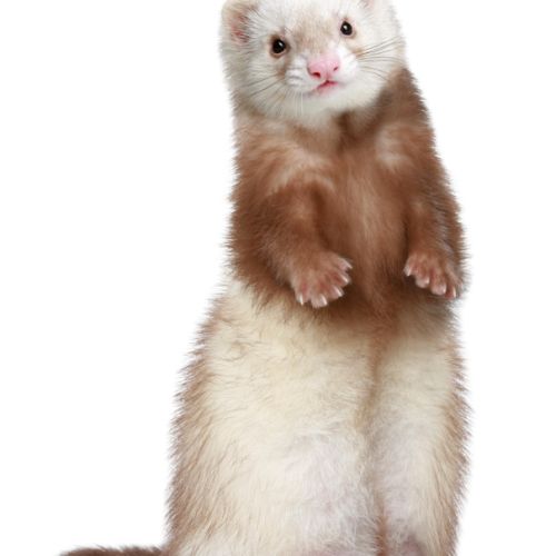 Recherche d’un furet – région de marseille