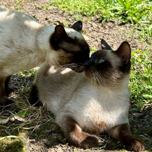 Chatons siamois thaï #1