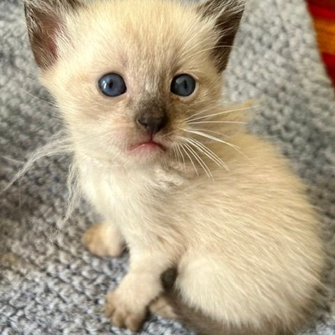 Chatons siamois thaï