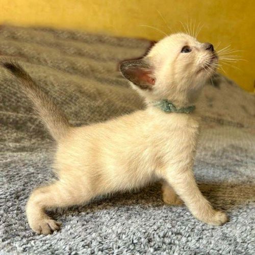Chatons siamois thaï #3