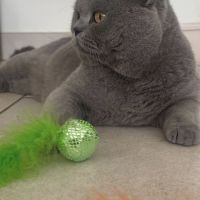 Étalon british shorthair loof pour saillie #1