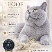 Étalon british shorthair loof pour saillie