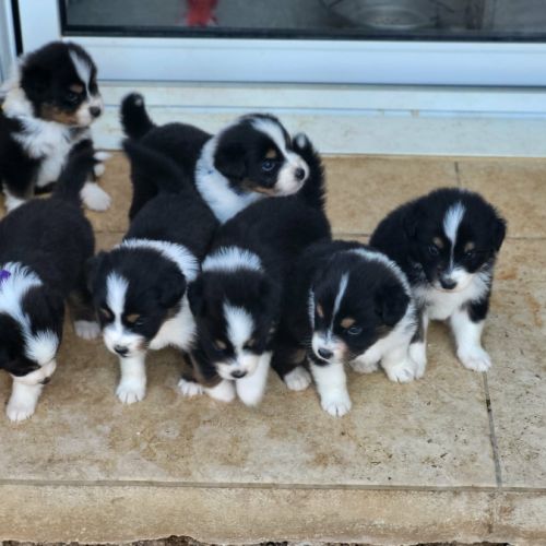 Chiots berger australien #0