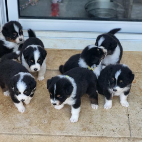 Chiots berger australien #2